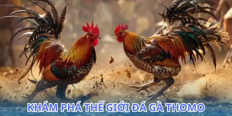 Cách lựa chọn gà chiến trong đá gà Thomo để đạt hiệu quả cao