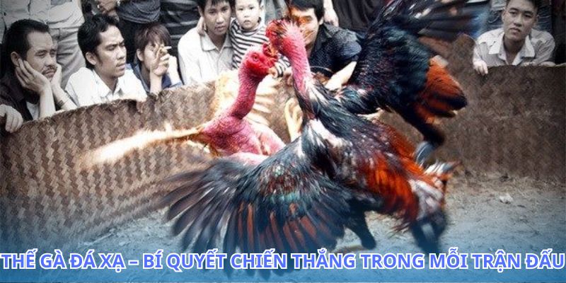 Chiến lược đá gà mạnh mẽ với thế gà đá xạ mà bạn nên thử