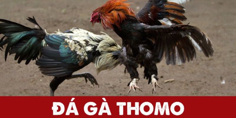 Đá gà Thomo – Sân chơi không thể bỏ qua cho người đam mê