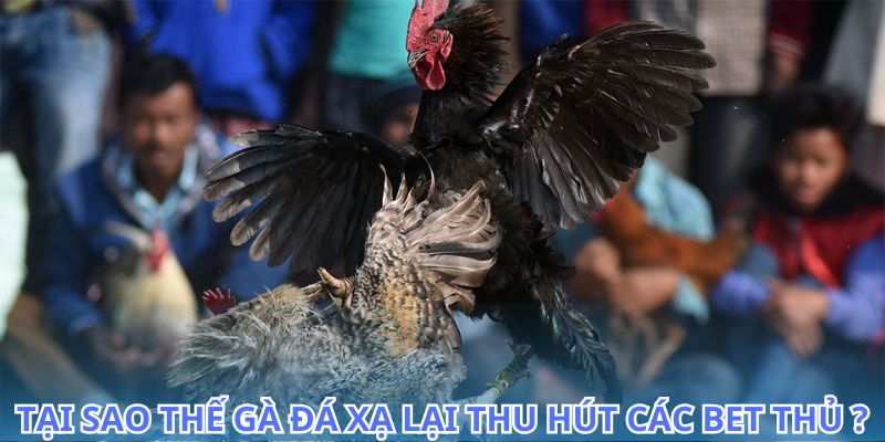 Học hỏi từ các cao thủ về thế gà đá xạ trong cược gà