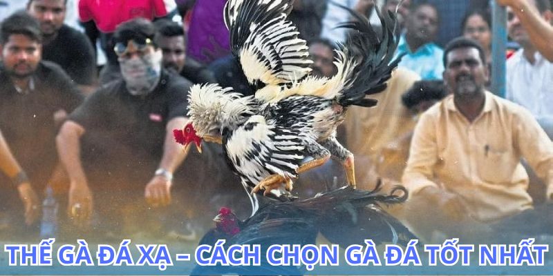 Tìm hiểu thế gà đá xạ và cách tối ưu hóa chiến lược cược